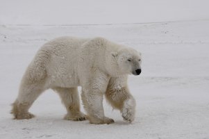 Roland Marske - Kanada – 24.311 km, 64 Elch-Sichtungen, 49 Grizzlys und 16 Eisbären